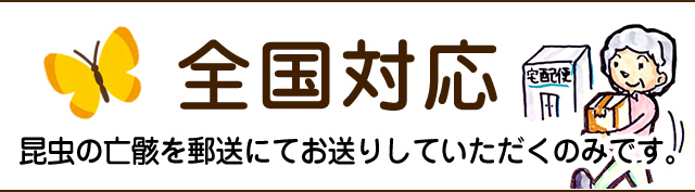 昆虫の亡骸を郵送にてお送りください。